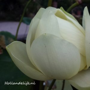 Een van de lotusbloemen uit de Hortus van Amsterdam